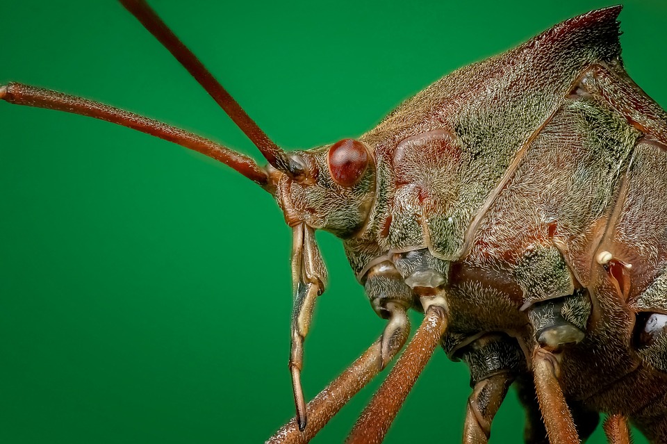 Rêver d’insectes Signification des reves